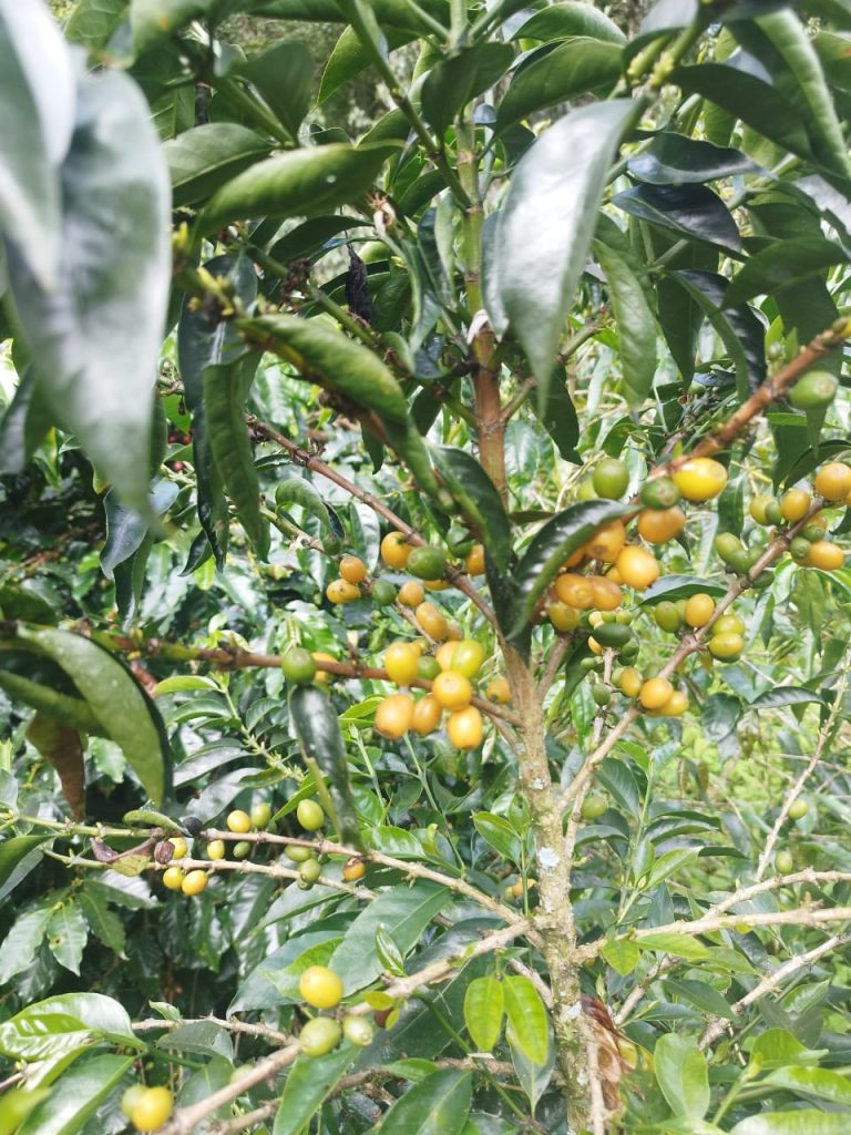 4_WhatsApp Image 2025-08-29 at 9.41.29 PM