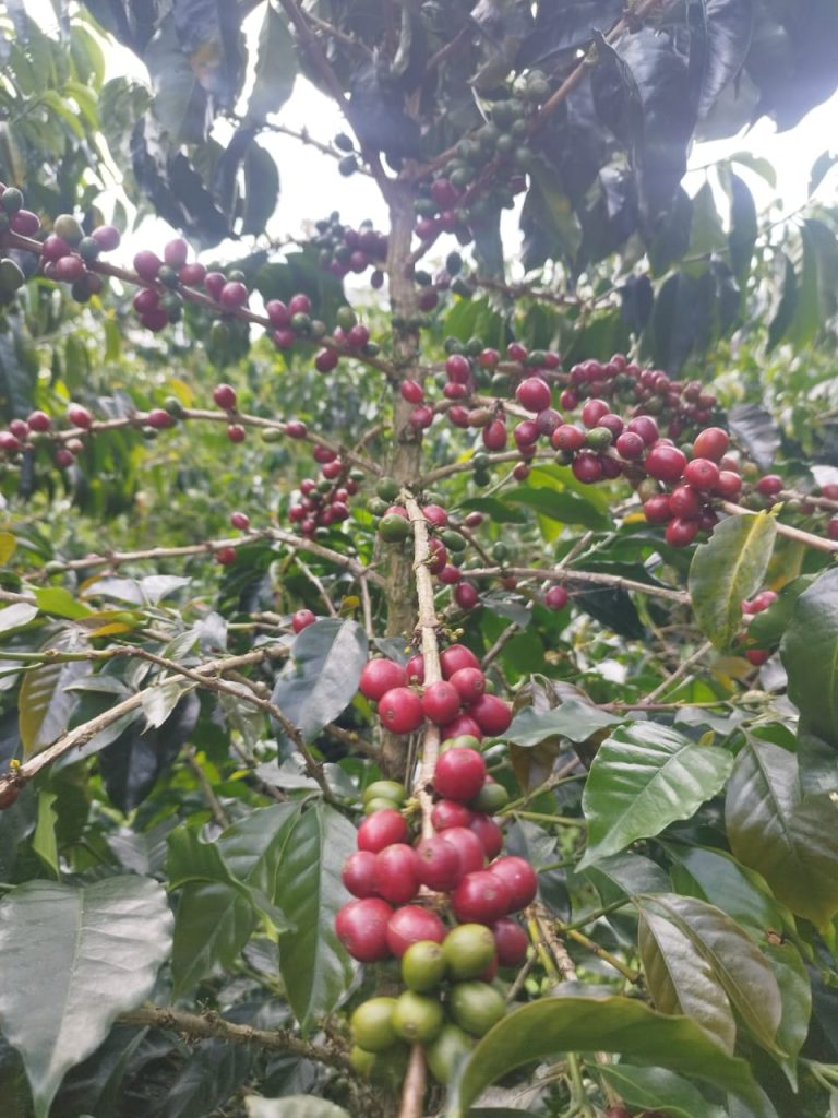 5_WhatsApp Image 2025-08-29 at 9.41.29 PM